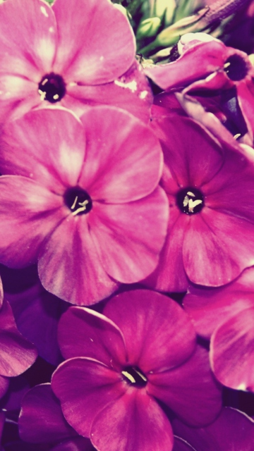 Flowers wallpaper 360x640