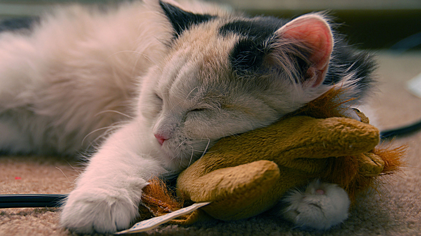 Fondo de pantalla Sleeping Kitten 1366x768