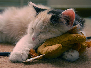 Fondo de pantalla Sleeping Kitten 320x240