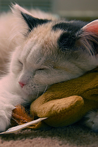Fondo de pantalla Sleeping Kitten 320x480
