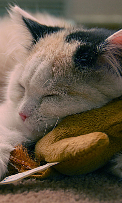 Das Sleeping Kitten Wallpaper 480x800