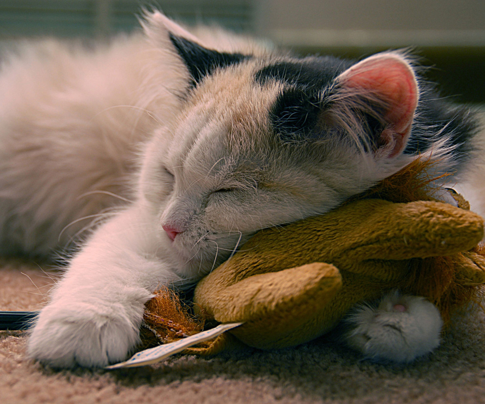 Sleeping Kitten screenshot #1 960x800