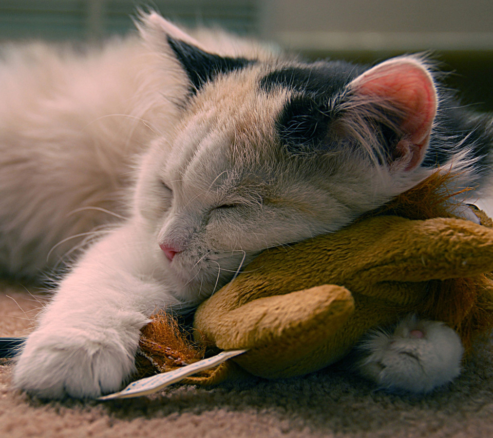 Fondo de pantalla Sleeping Kitten 960x854
