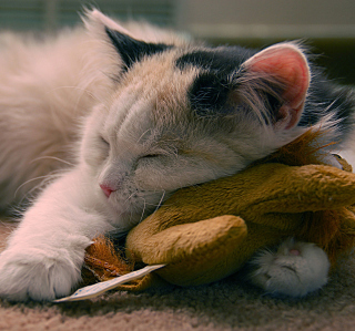 Sleeping Kitten Picture for Samsung B159 Hero Plus