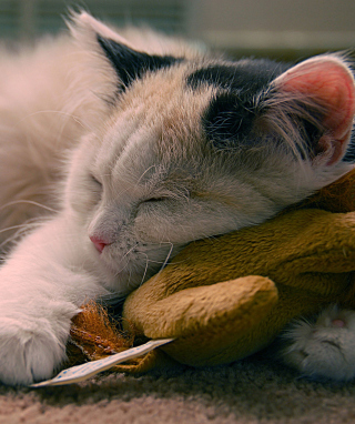 Sleeping Kitten - Obrázkek zdarma pro Nokia Asha 309