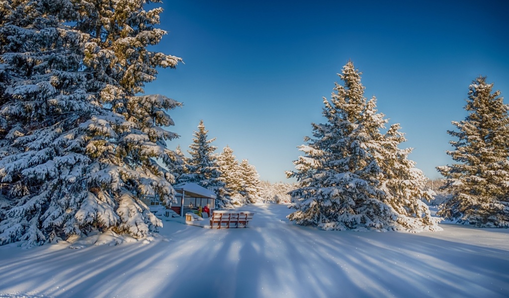 Spruce Forest in Winter screenshot #1 1024x600