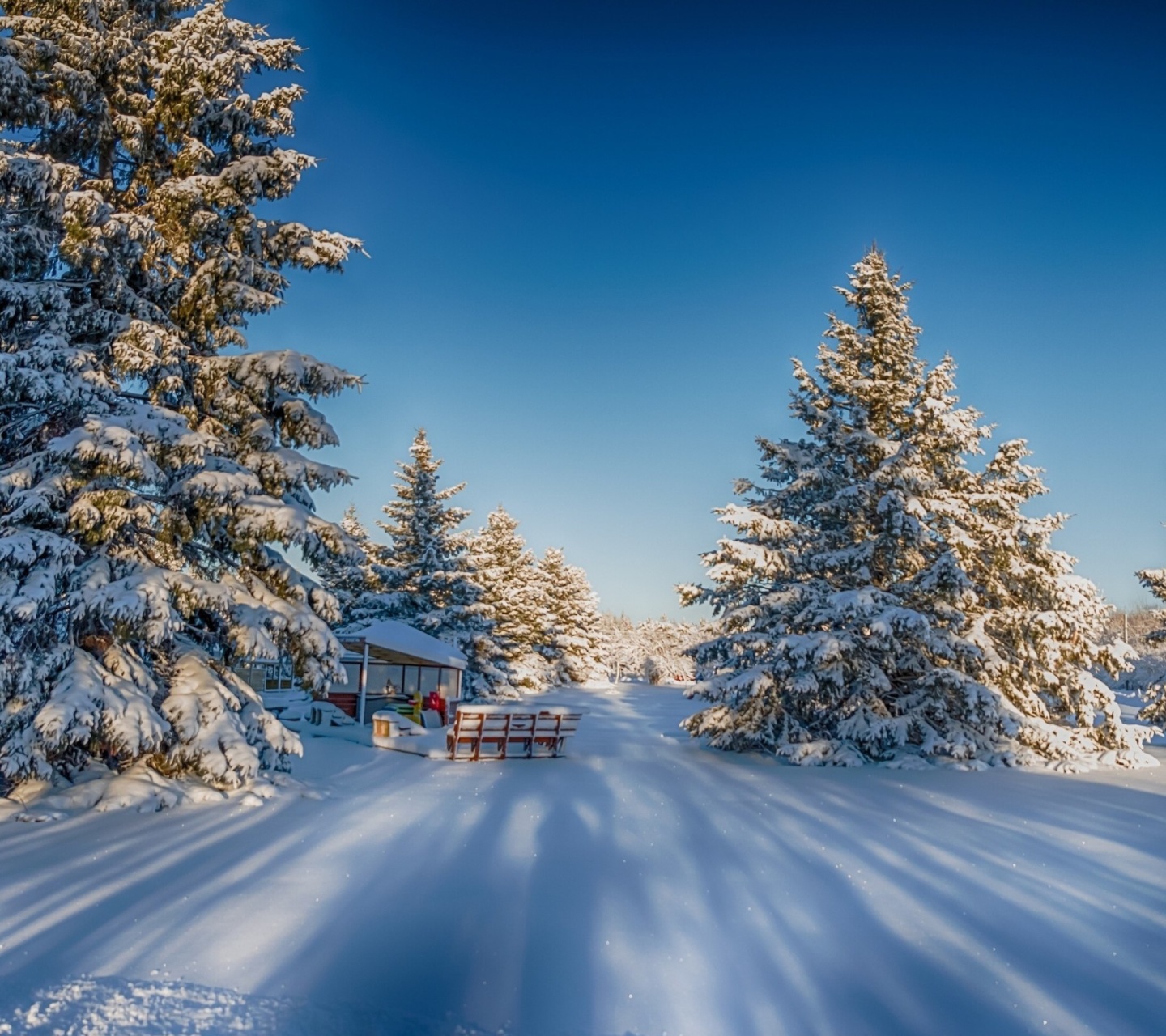 Fondo de pantalla Spruce Forest in Winter 1440x1280
