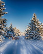 Sfondi Spruce Forest in Winter 176x220