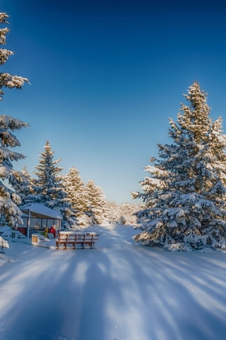 Das Spruce Forest in Winter Wallpaper 320x480