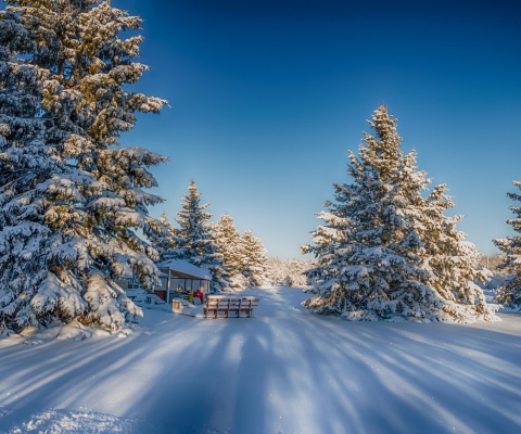 Sfondi Spruce Forest in Winter 480x400