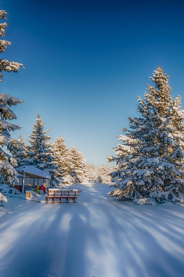 Das Spruce Forest in Winter Wallpaper 640x960