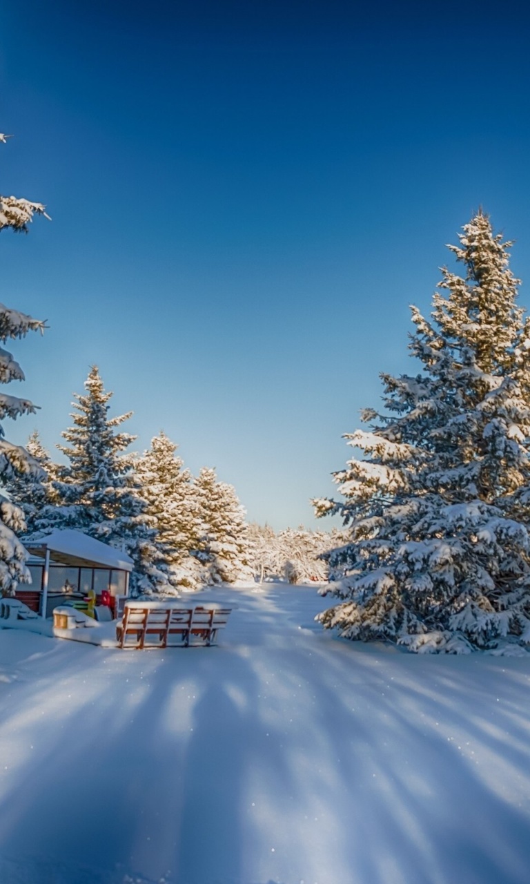 Sfondi Spruce Forest in Winter 768x1280