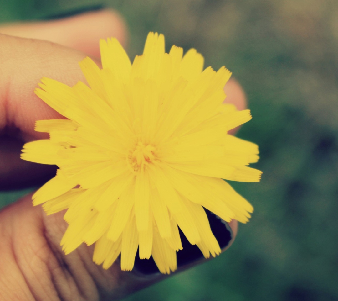 Yellow Dandelion Flower screenshot #1 1080x960