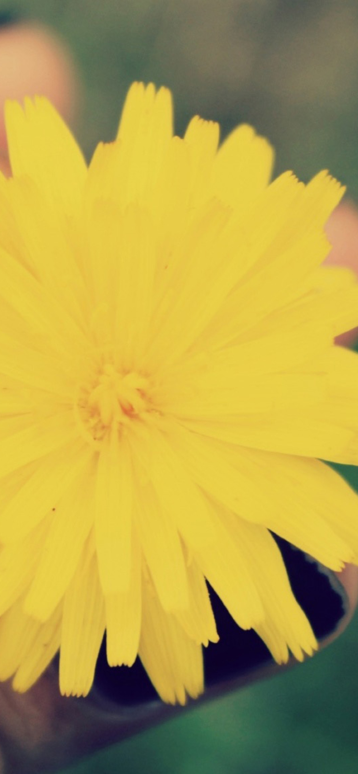 Yellow Dandelion Flower screenshot #1 1170x2532