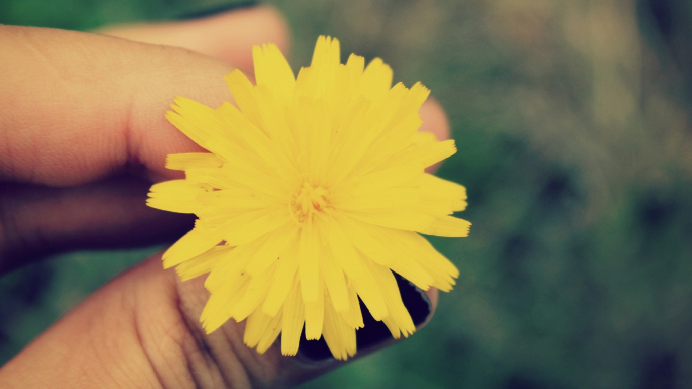 Yellow Dandelion Flower wallpaper 1366x768