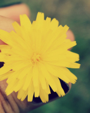 Yellow Dandelion Flower screenshot #1 176x220