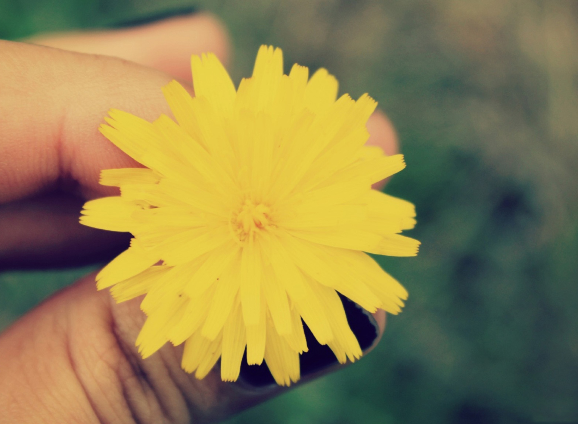 Fondo de pantalla Yellow Dandelion Flower 1920x1408