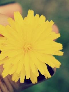 Yellow Dandelion Flower screenshot #1 240x320