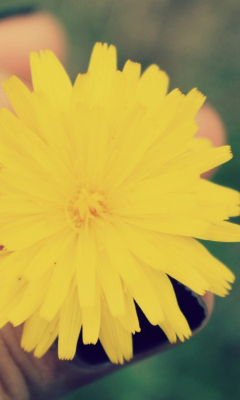 Yellow Dandelion Flower wallpaper 240x400