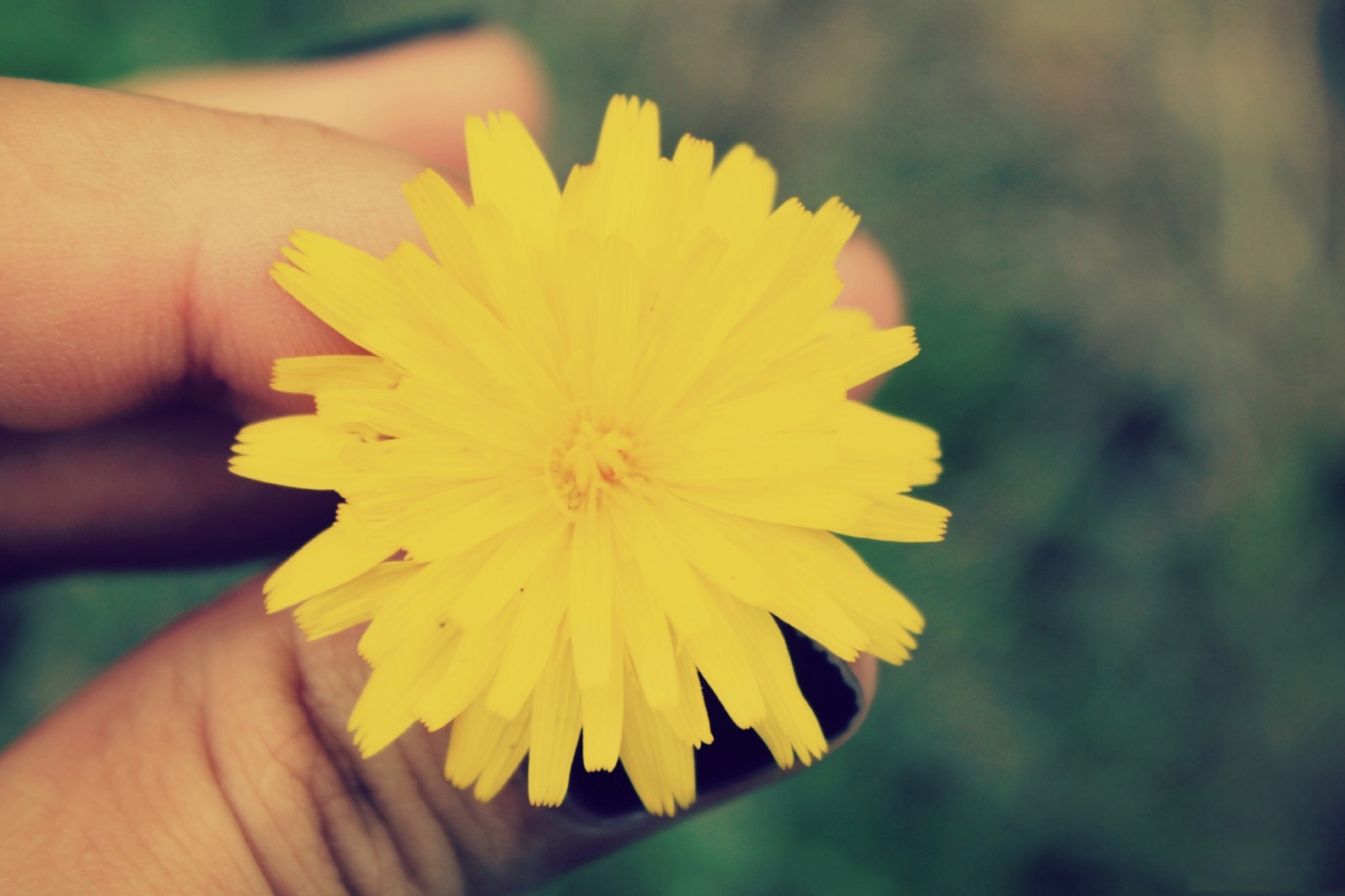 Обои Yellow Dandelion Flower 2880x1920