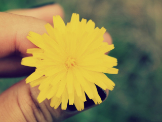 Screenshot №1 pro téma Yellow Dandelion Flower 320x240