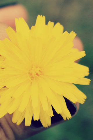 Fondo de pantalla Yellow Dandelion Flower 320x480