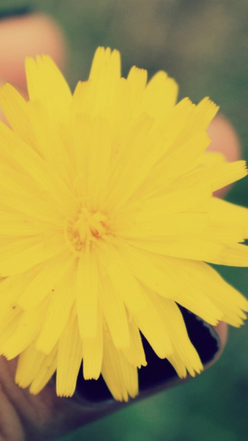 Sfondi Yellow Dandelion Flower 360x640