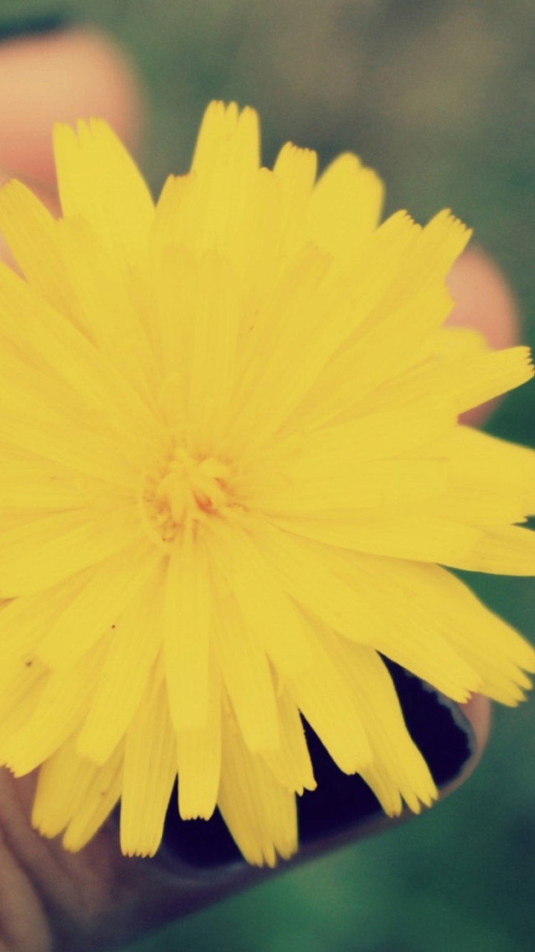 Обои Yellow Dandelion Flower 750x1334
