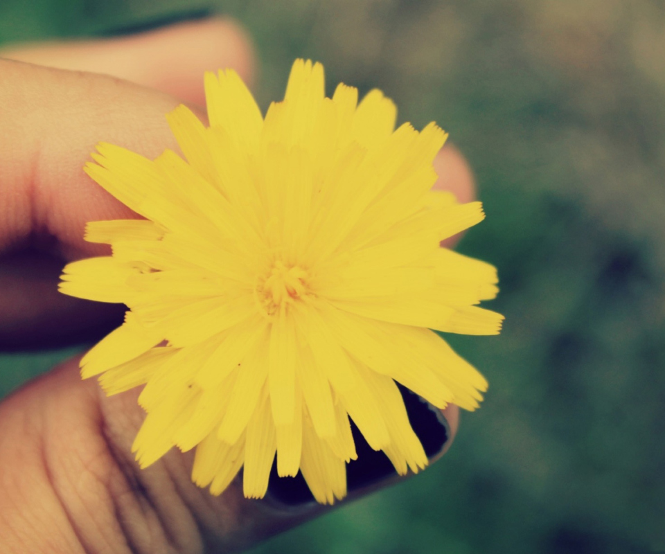 Yellow Dandelion Flower screenshot #1 960x800