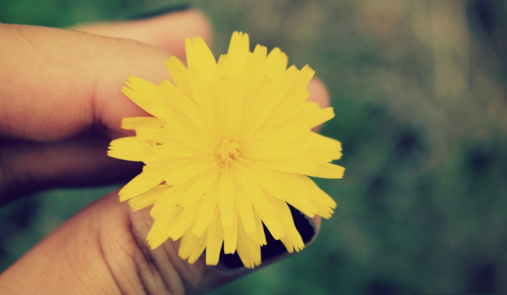 Yellow Dandelion Flower wallpaper