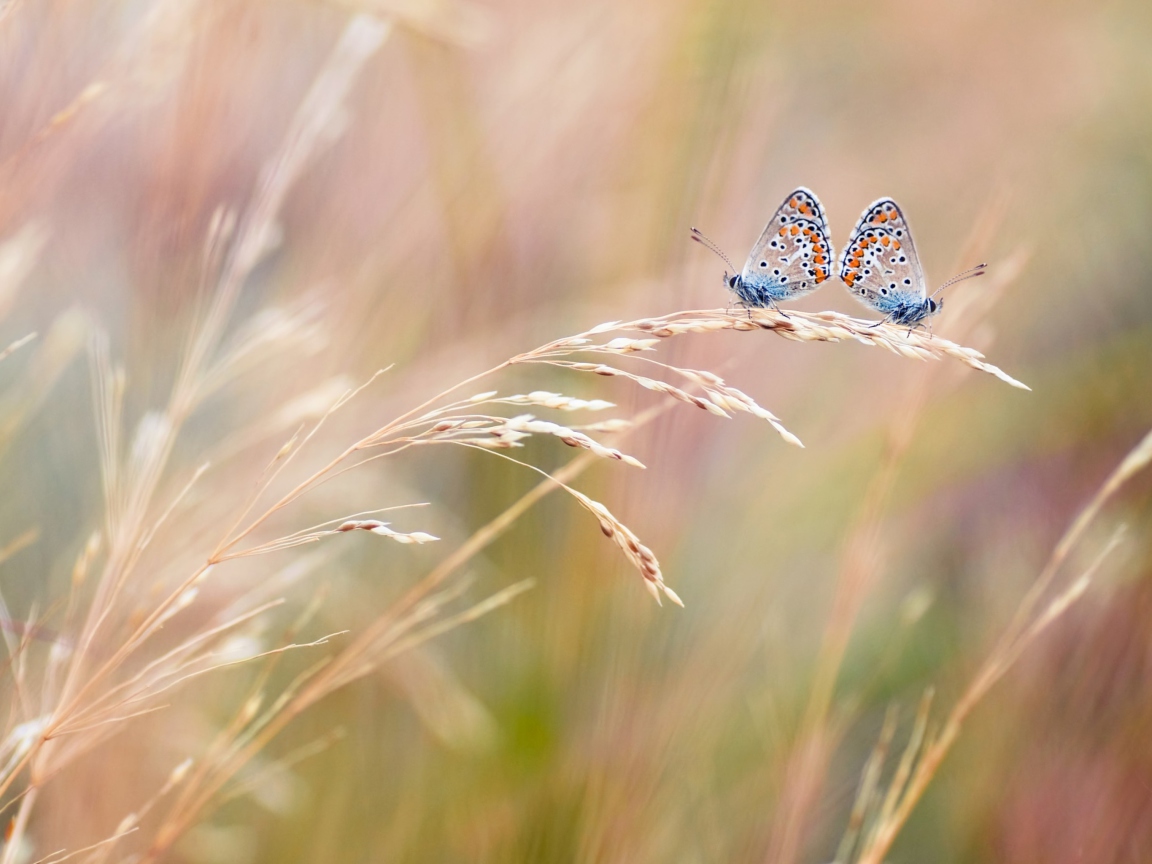 Screenshot №1 pro téma Transparent Blue Butterflies 1152x864