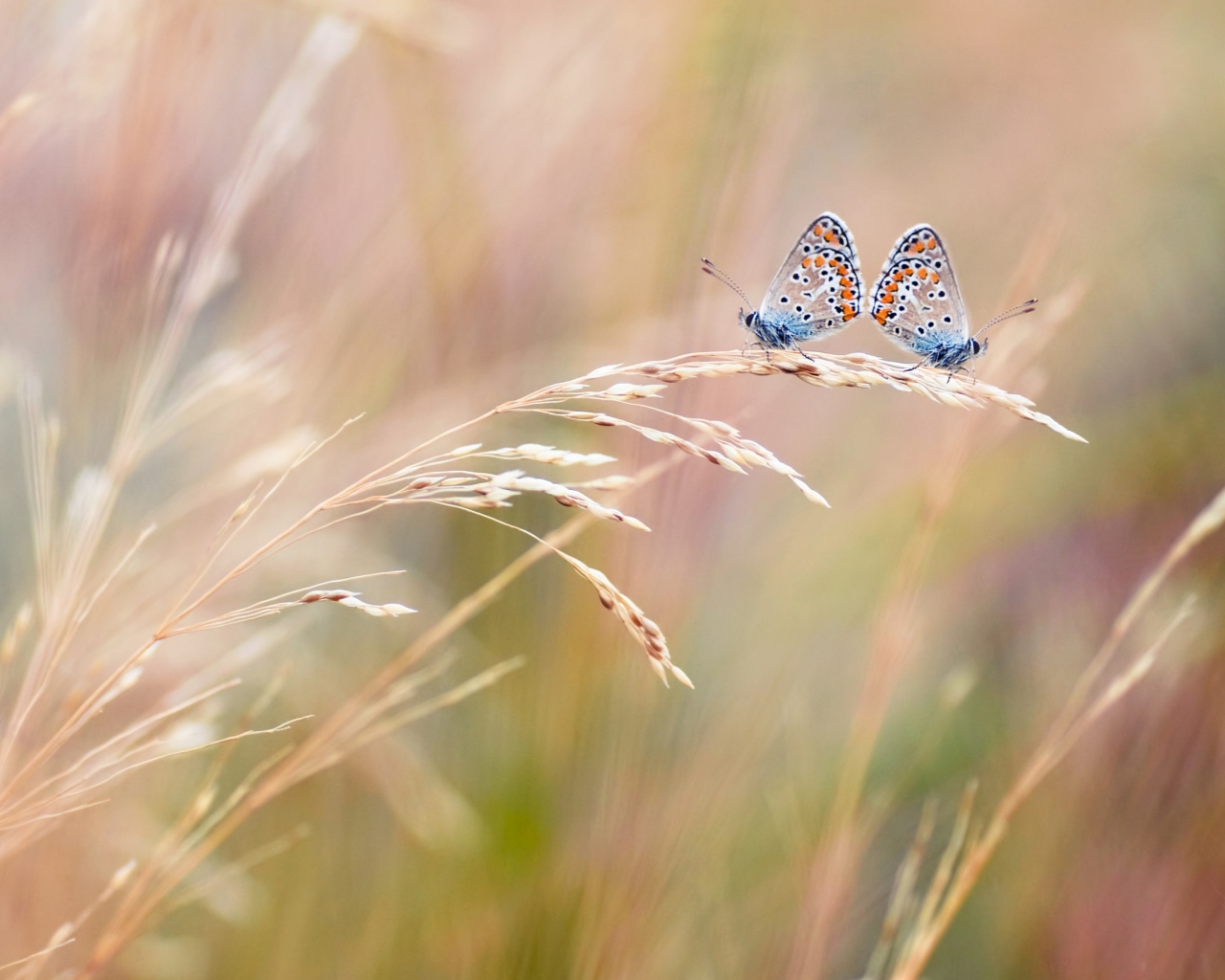 Transparent Blue Butterflies screenshot #1 1280x1024