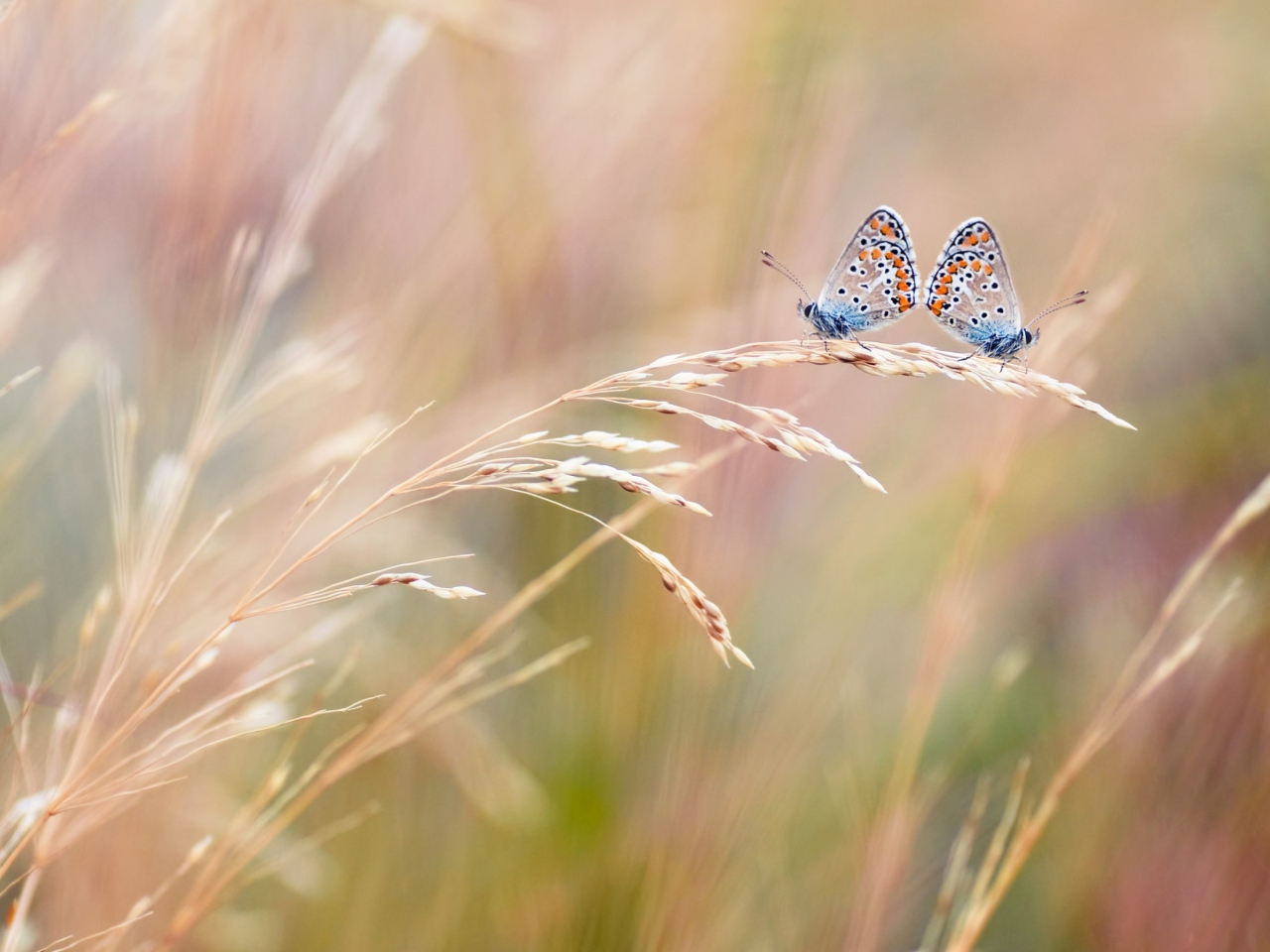 Fondo de pantalla Transparent Blue Butterflies 1280x960