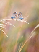 Transparent Blue Butterflies wallpaper 132x176