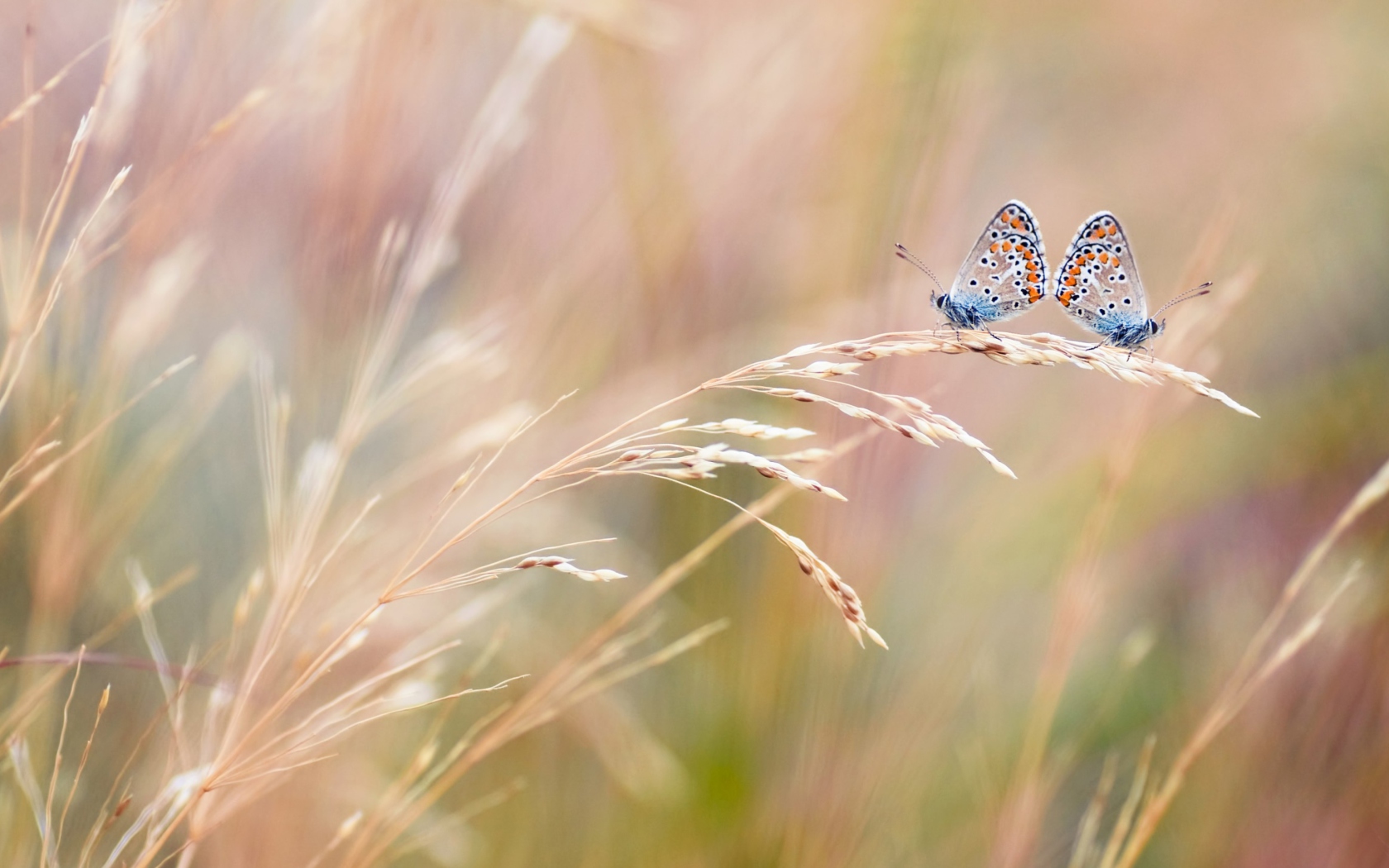 Обои Transparent Blue Butterflies 1680x1050