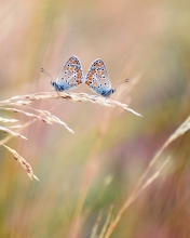 Fondo de pantalla Transparent Blue Butterflies 176x220