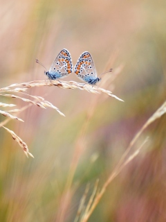 Обои Transparent Blue Butterflies 240x320