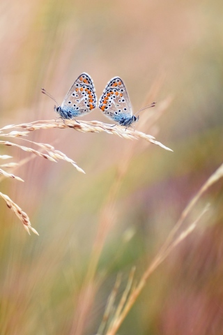 Fondo de pantalla Transparent Blue Butterflies 320x480
