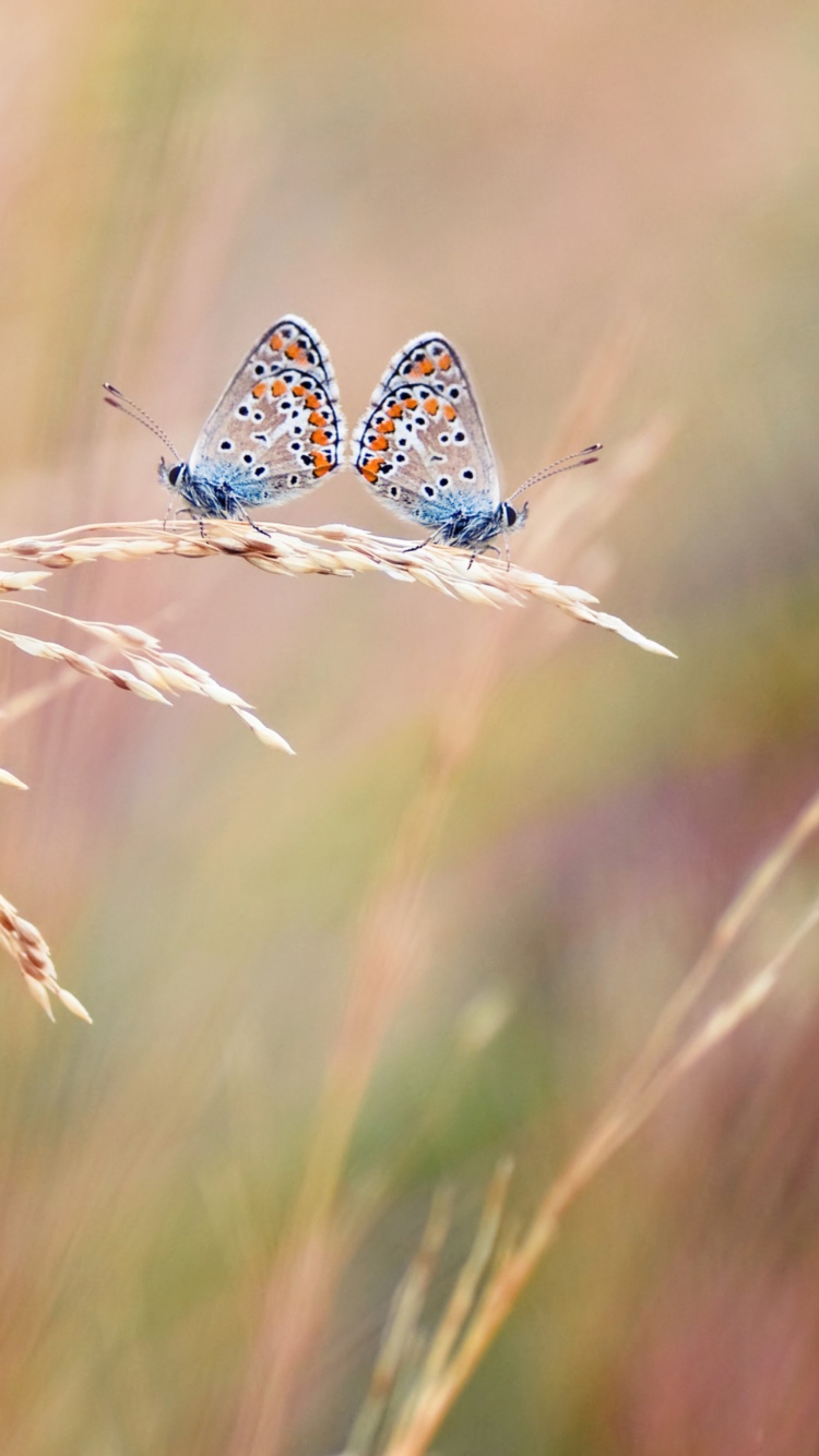 Обои Transparent Blue Butterflies 750x1334