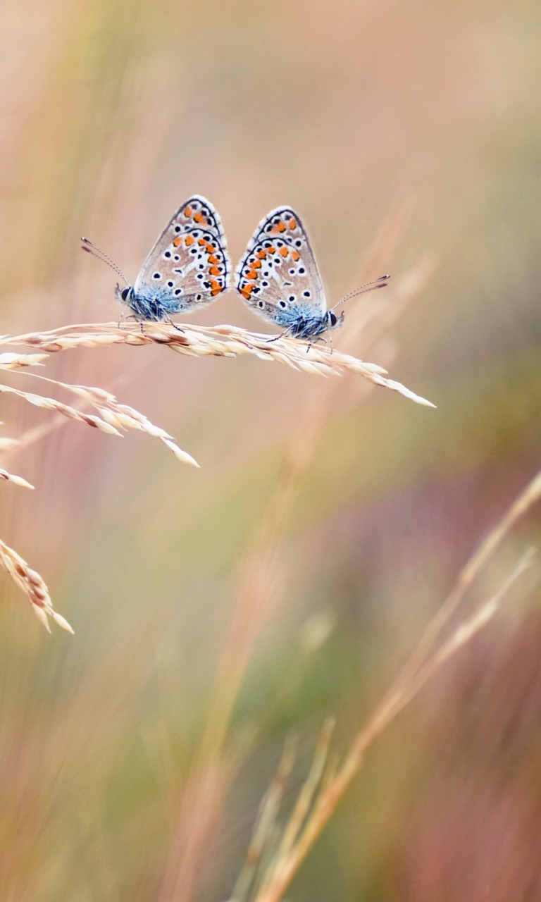 Das Transparent Blue Butterflies Wallpaper 768x1280