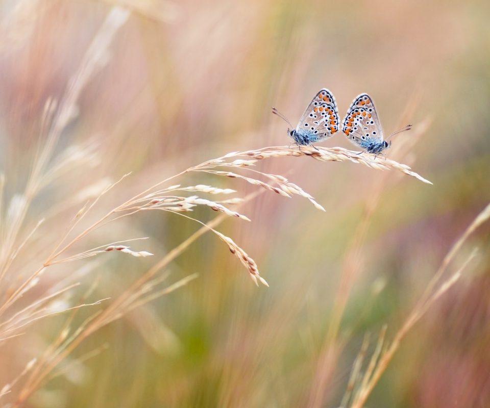 Fondo de pantalla Transparent Blue Butterflies 960x800