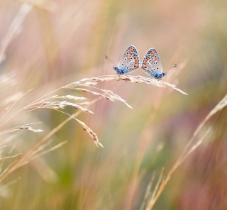 Transparent Blue Butterflies - Obrázkek zdarma pro 128x128