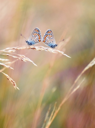 Transparent Blue Butterflies - Obrázkek zdarma pro 128x160