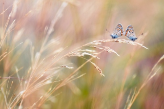 Transparent Blue Butterflies - Obrázkek zdarma pro Samsung Galaxy S4