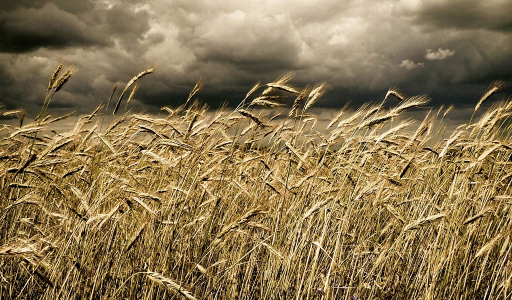 Sfondi Wheat Under Black Storm 1024x600