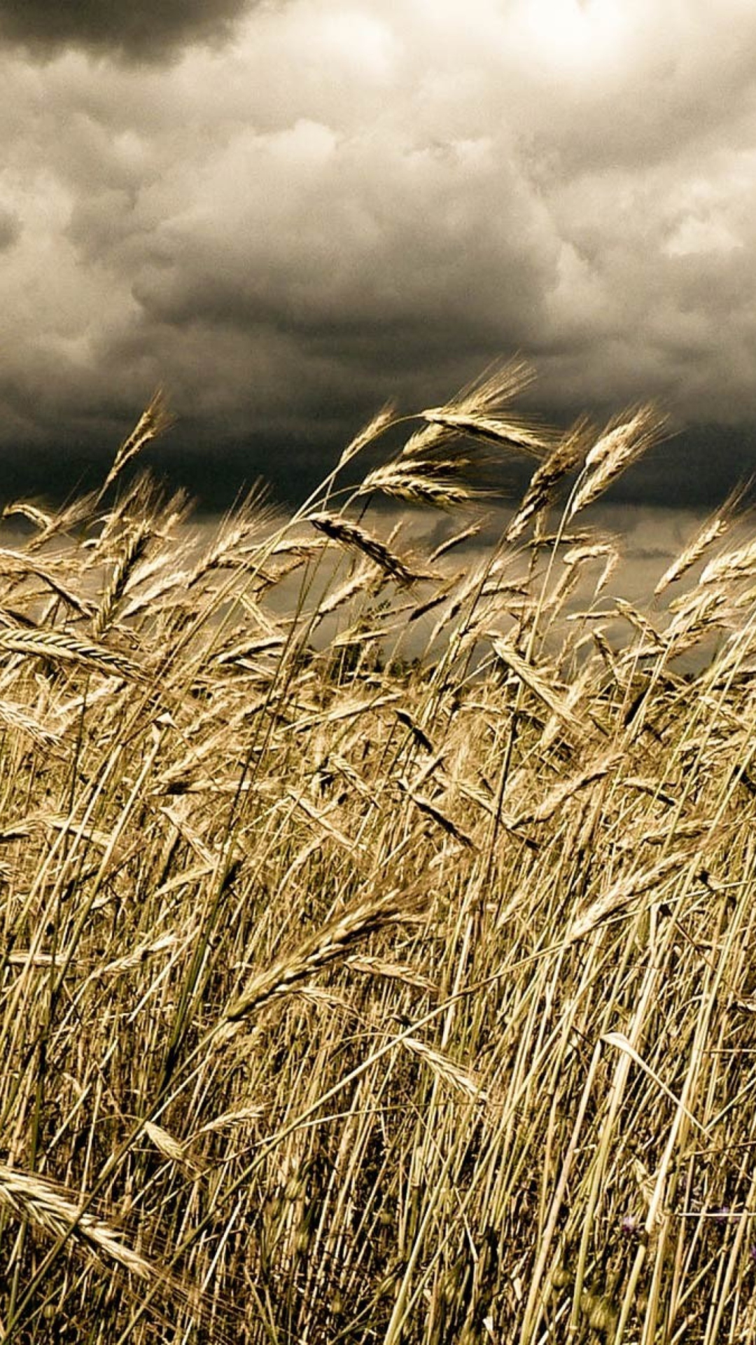 Wheat Under Black Storm wallpaper 1080x1920