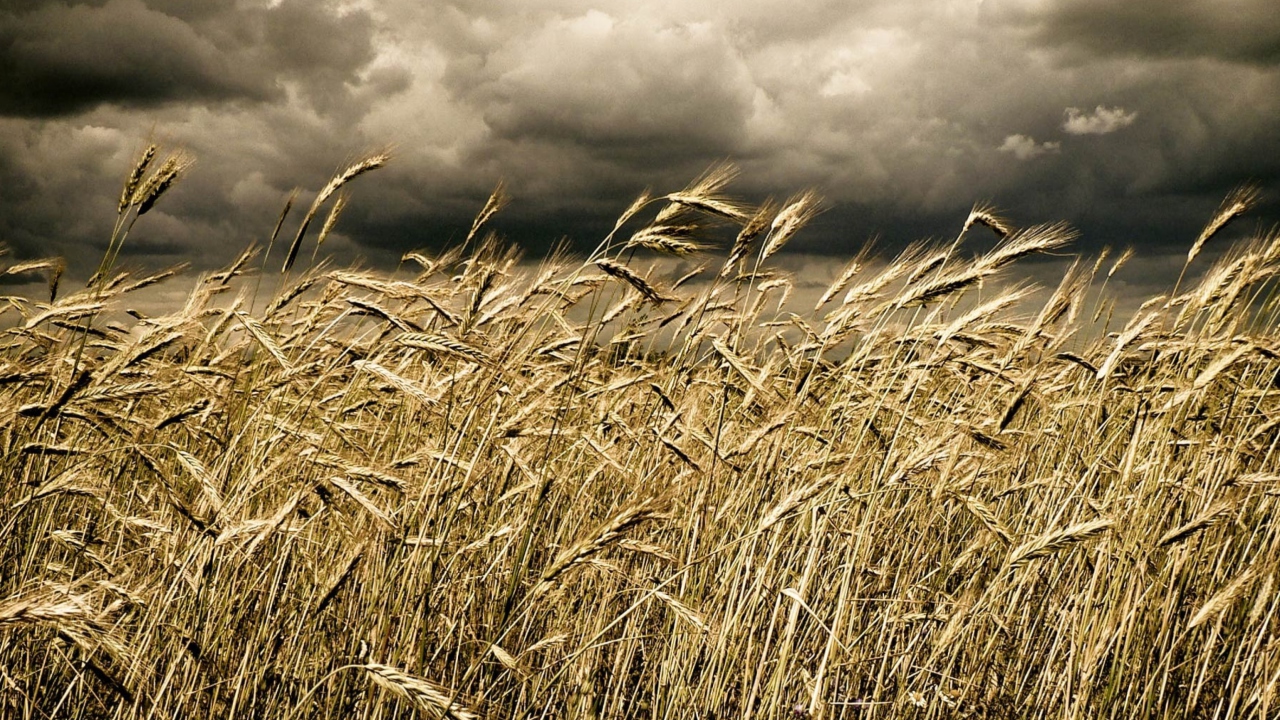Das Wheat Under Black Storm Wallpaper 1280x720