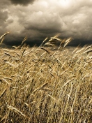 Wheat Under Black Storm wallpaper 132x176