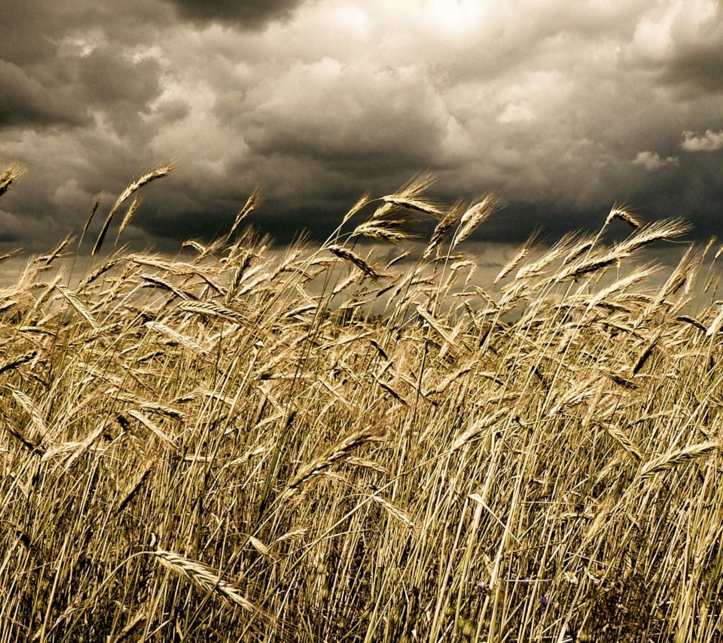 Das Wheat Under Black Storm Wallpaper 1440x1280