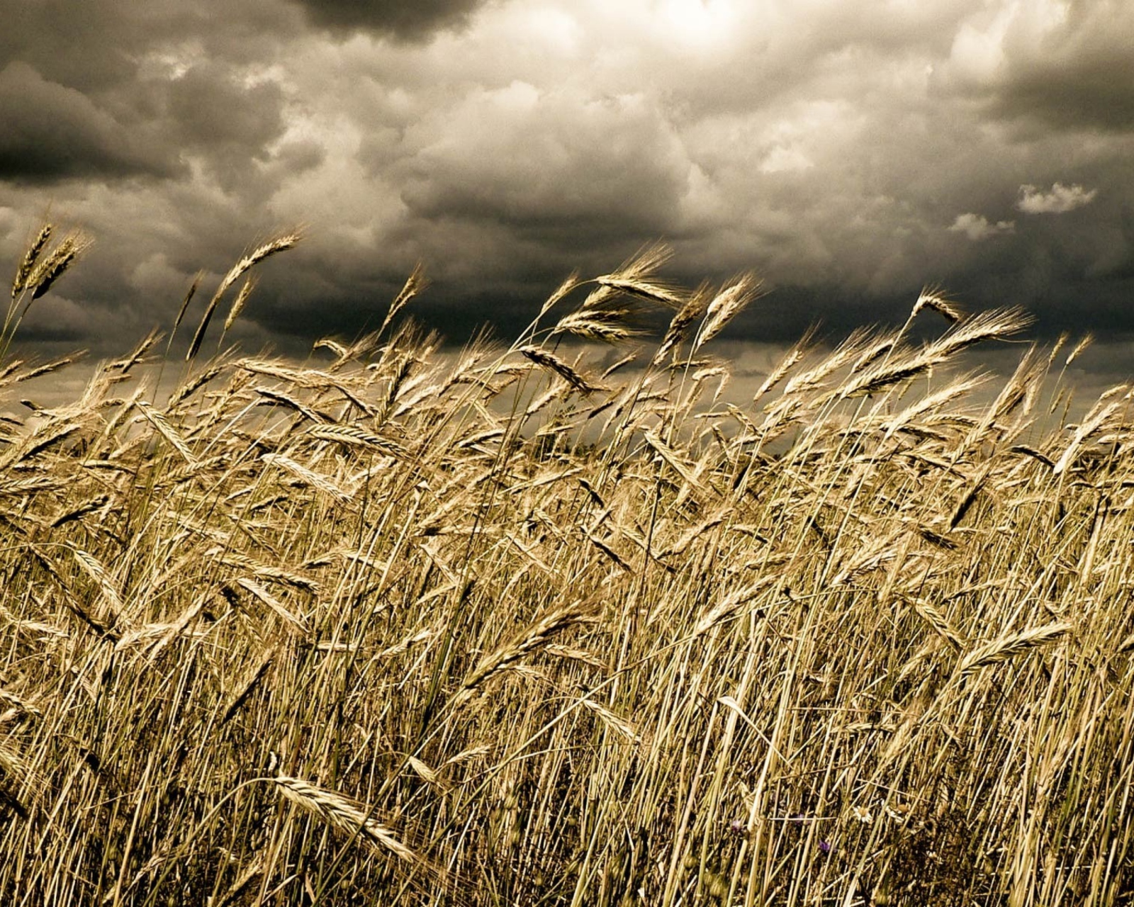 Sfondi Wheat Under Black Storm 1600x1280